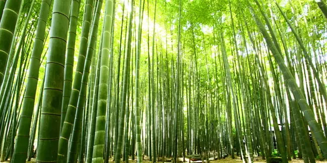 鎌倉