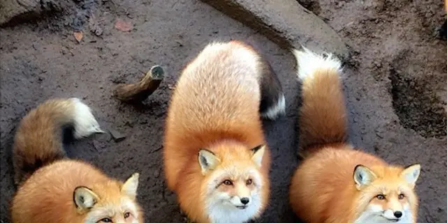 ドライブで宮城のキツネに会いに行こう❤︎