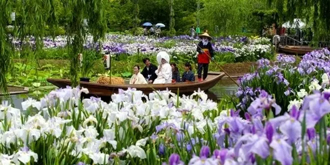 水郷佐原のあやめ祭りを見に行こう！