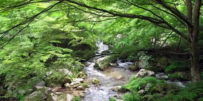わんこと茨城