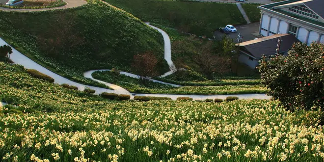 日本最大の水仙群生地！越前水仙の秘境をご紹介！
