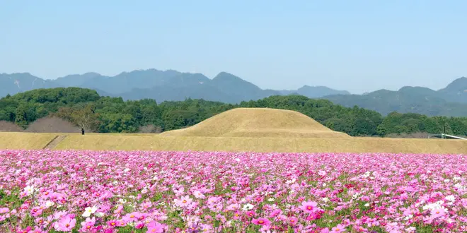 【宮崎秋の花旅】コスモスを巡る秋の花を満喫できるスポット特集！