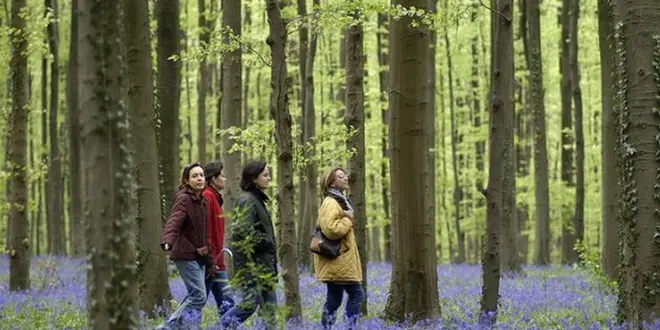 ベルギーで季節の花を楽しむプラン