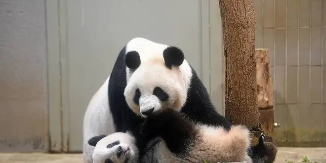 東京日帰り旅行（上野動物園 ほか）