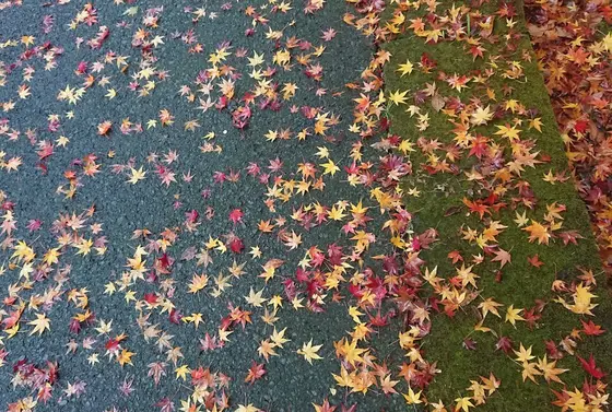 モミジ