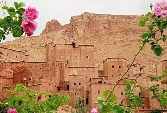 薔薇