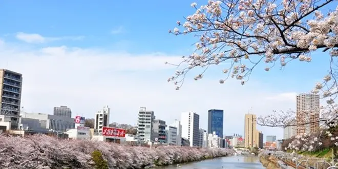 花見散歩おすすめ。市ヶ谷～神楽坂