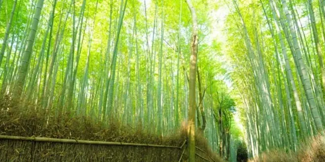 Go to travel in Kyoto day1