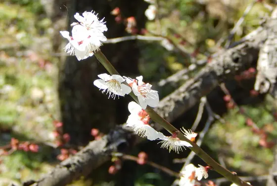 早春の香り