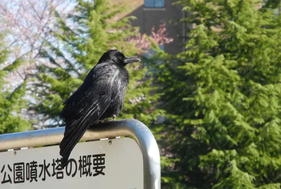 最近の公園の主