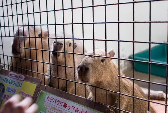 四つ子のカピバラちゃん！