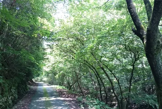 気持ちのよい林道