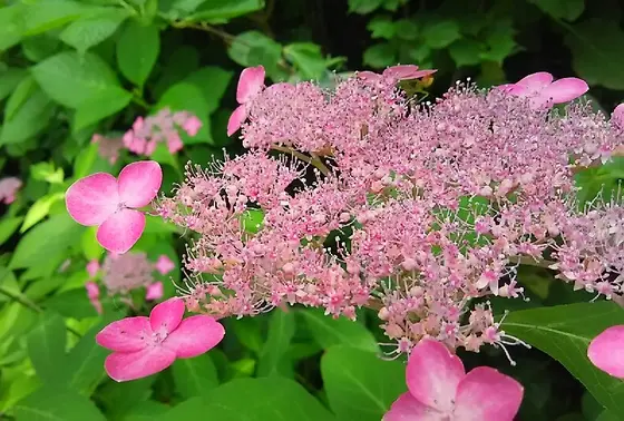 山紫陽花