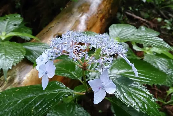山野草植物の宝庫!!