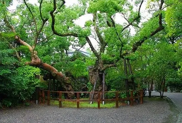 伊勢神宮外宮（豊受大神宮）の写真・動画_image_82477