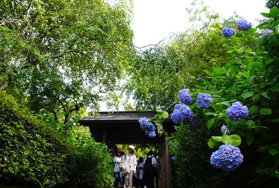 真っ青のあじさい回廊は必見