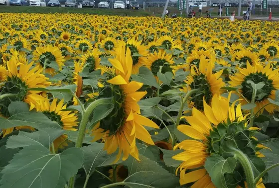 ひまわりは太陽の方を向いて咲く