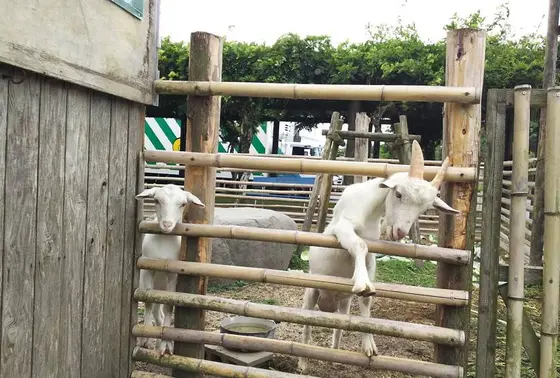 ヤギさんにも会える⁈