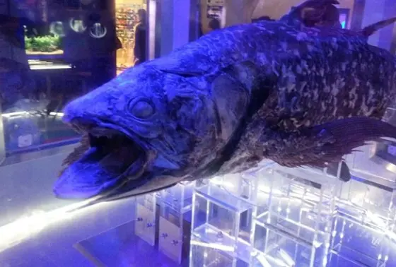 深海水族館。