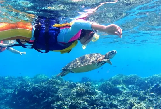ウミ🐢に出会えるチャンス大