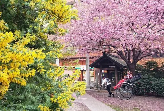 境内のミモザと河津桜