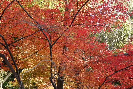 すばらしい紅葉