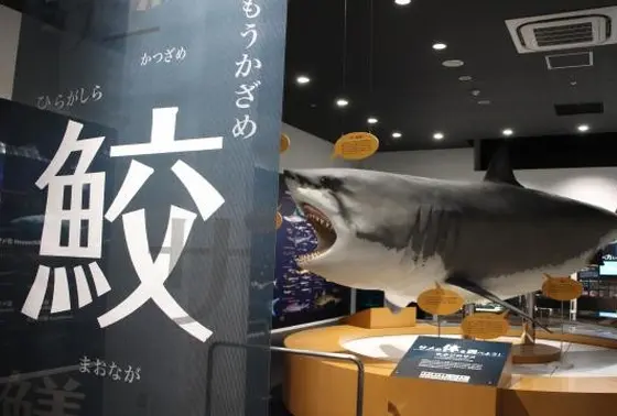 2Fにはシャークミュージアム!