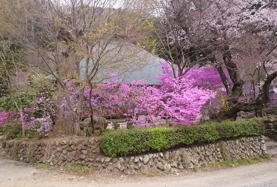 ツツジ