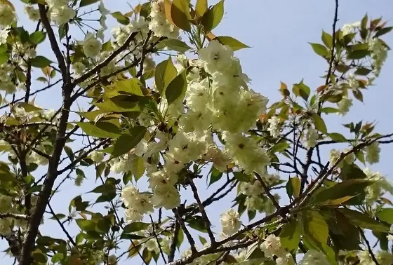 ウコン