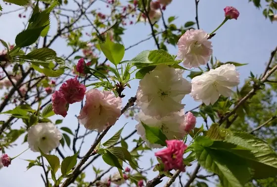 松月