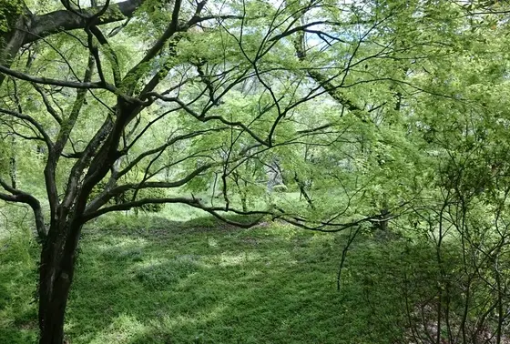 坂の横の丘の中の緑