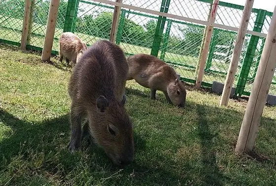動物触れ合い園も入場できます。