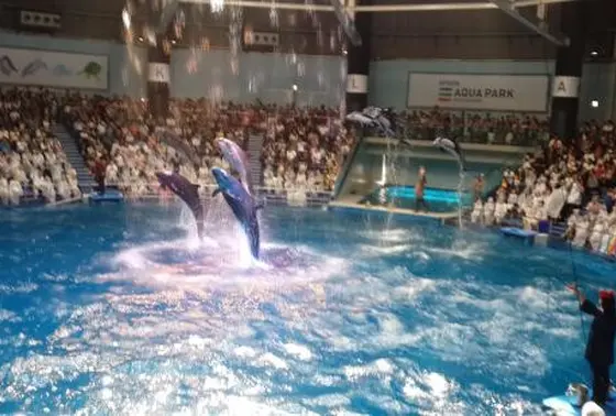 ドルフィンパフォーマンス🐬