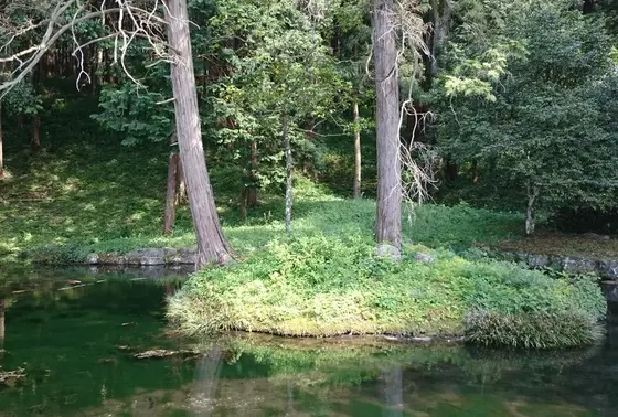 神鯉のいる湧水池