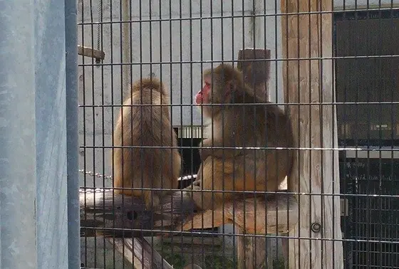 猿が毛繕いし終わったところの瞬間。