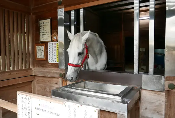 本物の白馬がいます