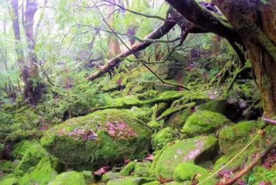 苔むす森（白谷雲水峡コース）