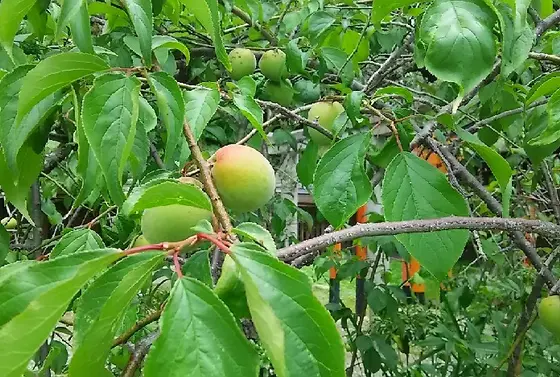 青梅の収穫