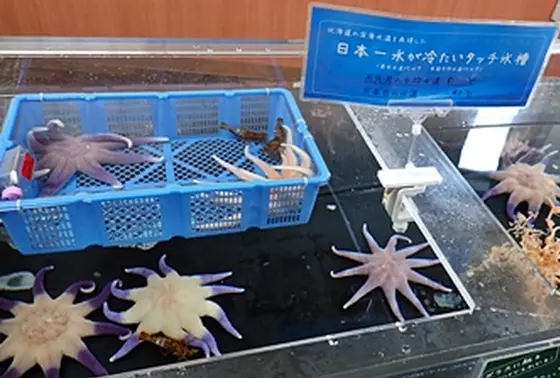 日本一冷たいタッチプール