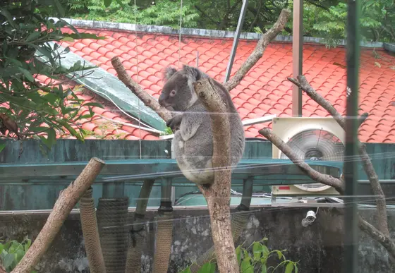 台北市立動物園無尾熊館(コアラ館)