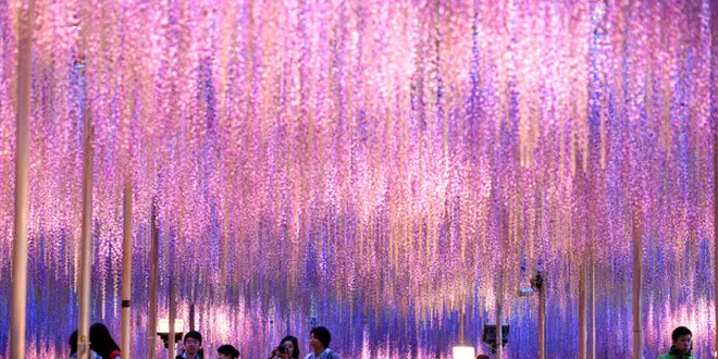 「あしかがフラワーパーク」のふじ