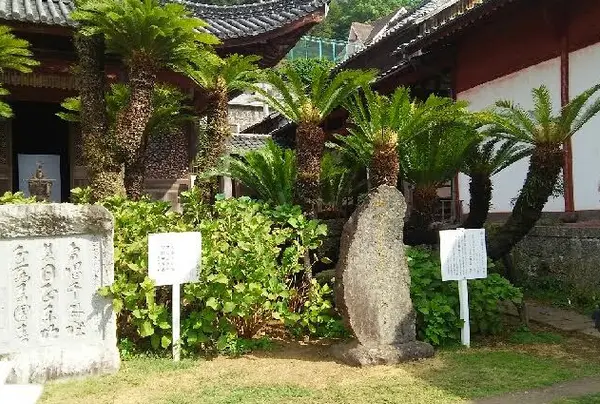 風格あるソテツの古木