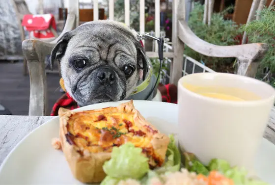ワンコも欲しがるキッシュ。
