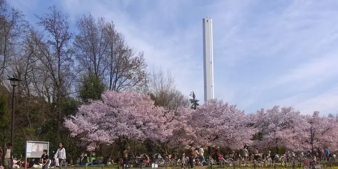 世田谷の絶品パンを持ってお花見に出かけよう！