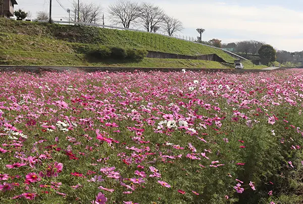 9月　イシックス馬入のお花畑