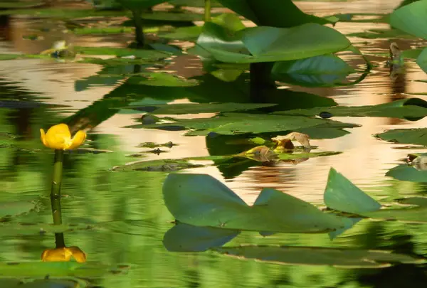 神戸市立須磨離宮公園の写真・動画_image_308770