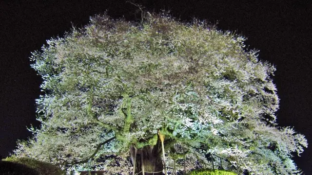 岡山県北部で桜スポット巡り♪