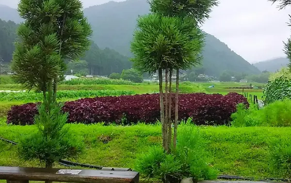 裏手に広がる赤しそ畑
