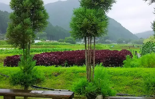 里の駅 大原の写真・動画_image_82693