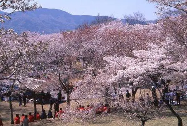 磯部桜川公園